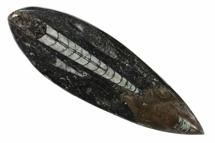 Polished Fossil Orthoceras (Cephalopod) - Morocco #138392